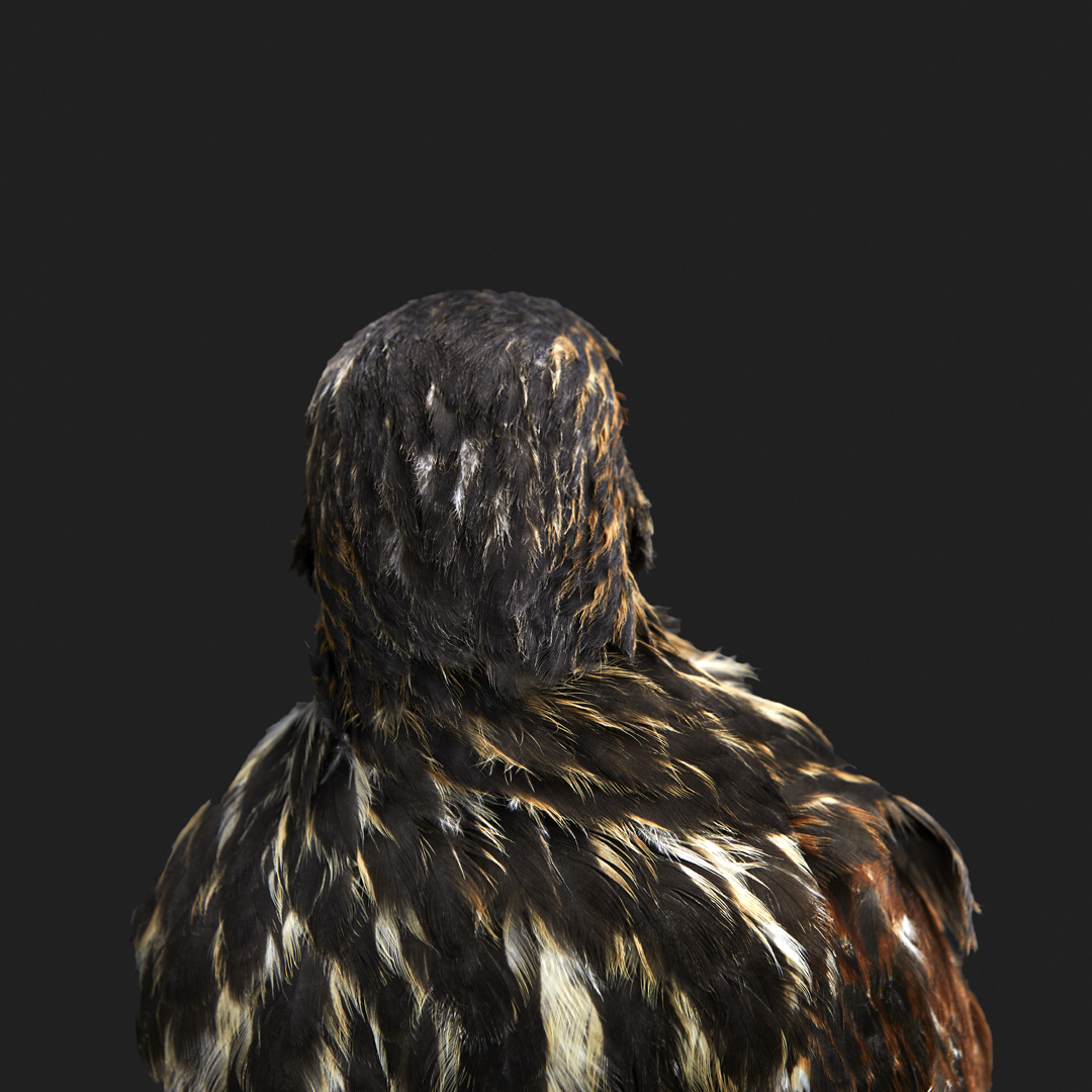Aguila2