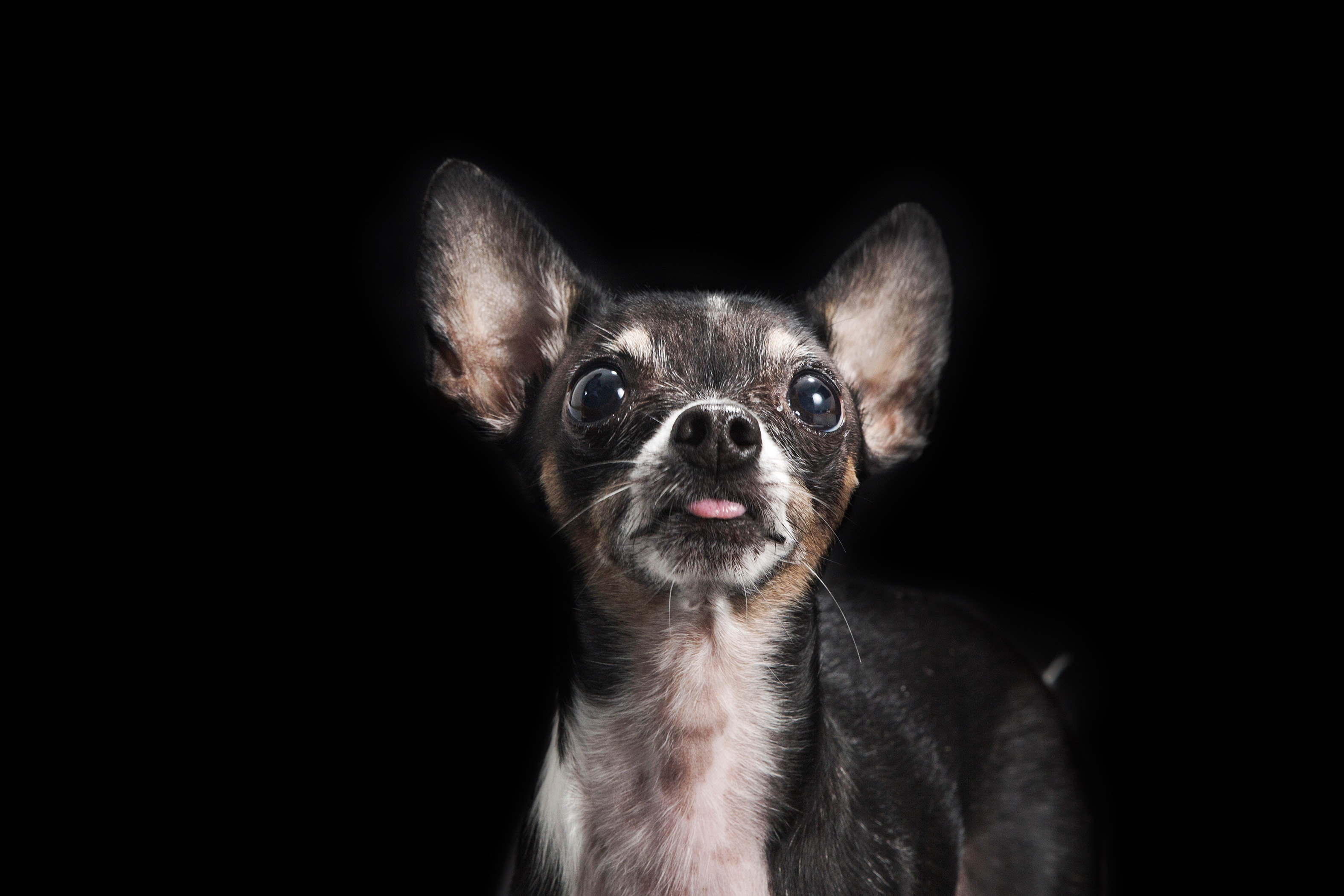 Murray-Negro